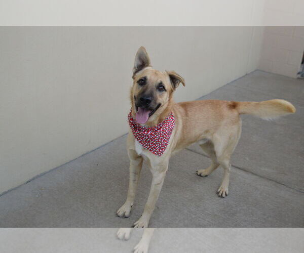 Medium Photo #3 Mutt Puppy For Sale in McKinney, TX, USA