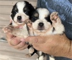 Puppy Puppy 3 Australian Shepherd