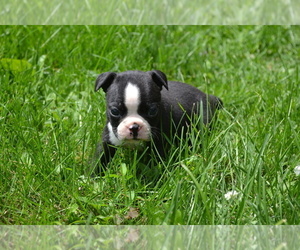 Boston Terrier Puppy for sale in GREENWOOD, WI, USA