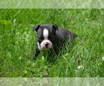 Image preview for Ad Listing. Nickname: Litter of 3