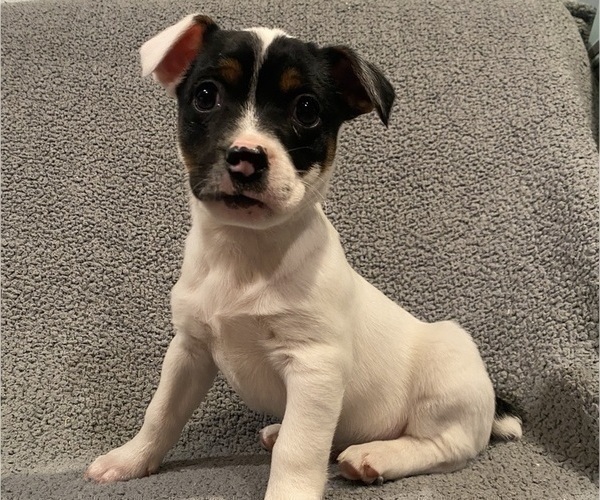 Medium Photo #2 Jack Russell Terrier Puppy For Sale in RICHMOND, MI, USA