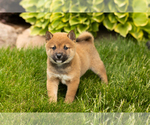 Puppy Jasper Shiba Inu