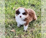 Small Photo #16 Miniature Australian Shepherd Puppy For Sale in ANTHONY, FL, USA