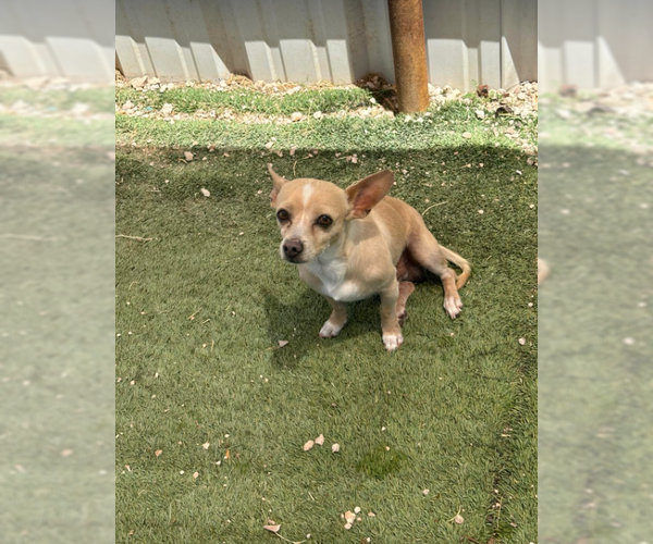 Medium Photo #1 Chihuahua-Unknown Mix Puppy For Sale in Cranston, RI, USA