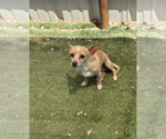 Small Chihuahua Mix