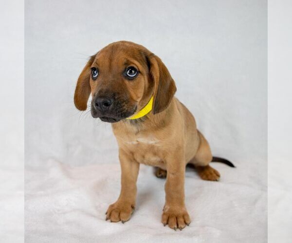 Medium Photo #3 Beabull Puppy For Sale in Kennesaw, GA, USA