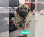 Small #2 Anatolian Shepherd