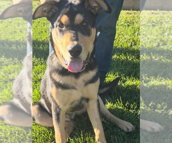 Medium Photo #6 Shepweiller Puppy For Sale in Dana Point, CA, USA