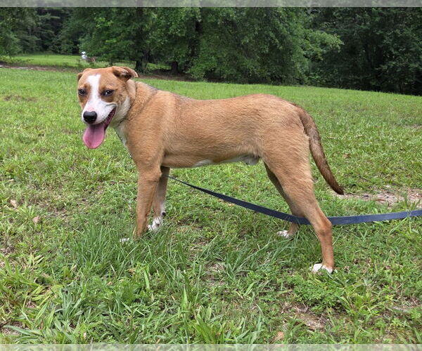Medium Photo #3 Labbe Puppy For Sale in Attalka, AL, USA