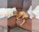 Small #4 Labrador Retriever Mix