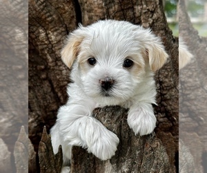 Medium YorkiePoo