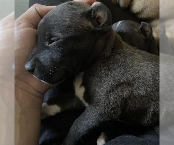 Medium Photo #1 American Staffordshire Terrier-Unknown Mix Puppy For Sale in San Antonio, TX, USA