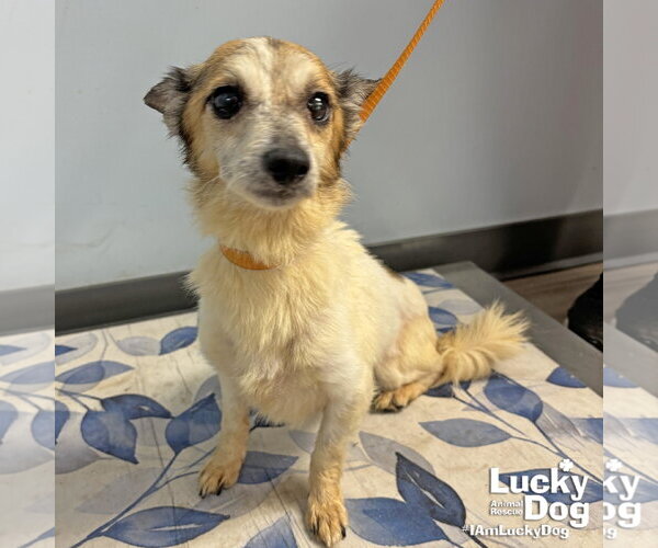 Medium Photo #1 Jack Russell Terrier-Unknown Mix Puppy For Sale in Washington, DC, USA