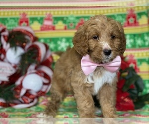 Goldendoodle Puppy for sale in LANCASTER, PA, USA
