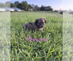 Puppy Princess Miniature Australian Shepherd-Mutt Mix