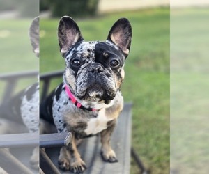 Mother of the French Bulldog puppies born on 10/17/2025