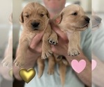 Small Photo #46 Golden Retriever Puppy For Sale in EXTON, PA, USA