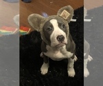 Small Photo #9 American Pit Bull Terrier Puppy For Sale in BONNEY LAKE, WA, USA