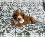 Small #4 Cockapoo (Miniature)