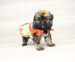 Small Photo #9 Shorkie Tzu Puppy For Sale in LAS VEGAS, NV, USA