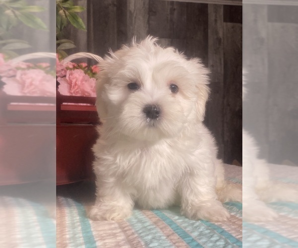 Medium Photo #5 Havaton Puppy For Sale in CANOGA, NY, USA