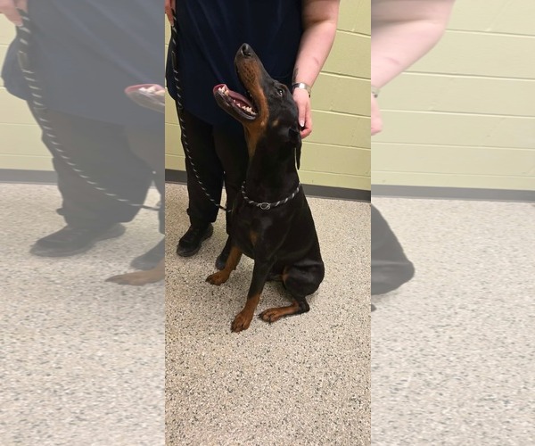 Medium Photo #4 Doberman Pinscher Puppy For Sale in Buffalo, MN, USA
