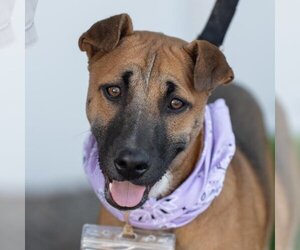 Unknown-Whippet Mix Dogs for adoption in San Diego, CA, USA
