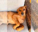 Small #4 Redbone Coonhound Mix