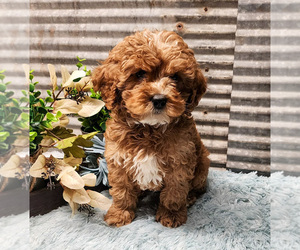 Medium Cavapoo-Poodle (Standard) Mix