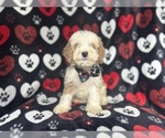 Small #6 Cockapoo
