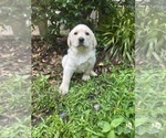 Puppy Puppy 3 Labrador Retriever