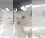 Small Photo #4 Chihuahua-Unknown Mix Puppy For Sale in Sebec, ME, USA