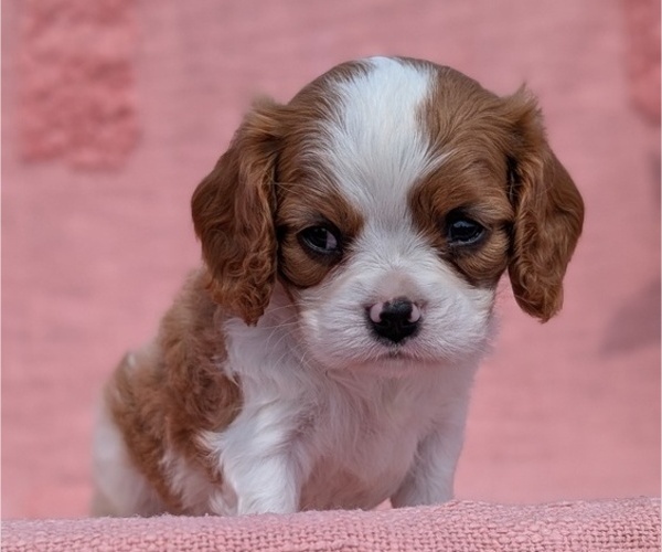 Medium Photo #58 Cavalier King Charles Spaniel Puppy For Sale in GOSHEN, IN, USA