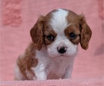 Small Photo #58 Cavalier King Charles Spaniel Puppy For Sale in GOSHEN, IN, USA