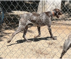 Father of the German Shorthaired Pointer puppies born on 08/30/2023