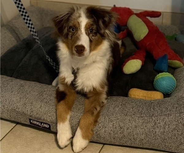 Medium Photo #2 Miniature Australian Shepherd Puppy For Sale in JACKSONVILLE, FL, USA