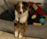Small #1 Miniature Australian Shepherd