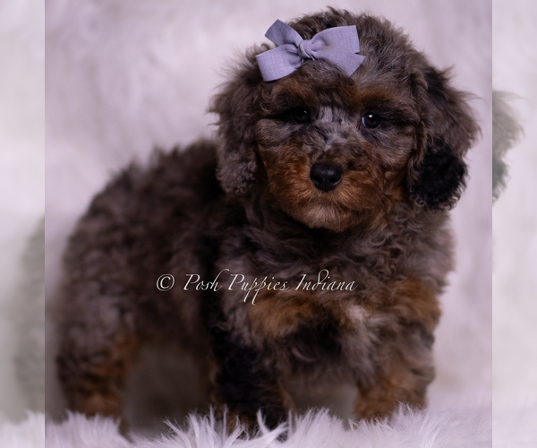 Medium Photo #10 Poodle (Miniature) Puppy For Sale in WARSAW, IN, USA