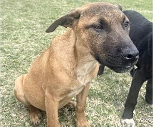 Medium Photo #1 Mutt Puppy For Sale in Houston, TX, USA