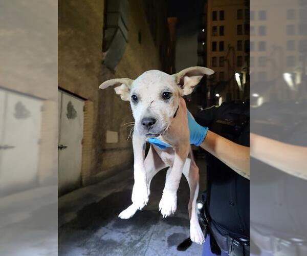 Medium Photo #1 Mutt Puppy For Sale in San Antonio, TX, USA
