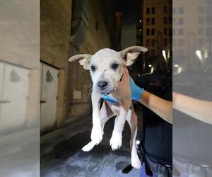 Mutt Dogs for adoption in San Antonio, TX, USA