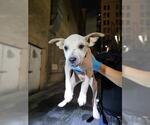 Small Mutt
