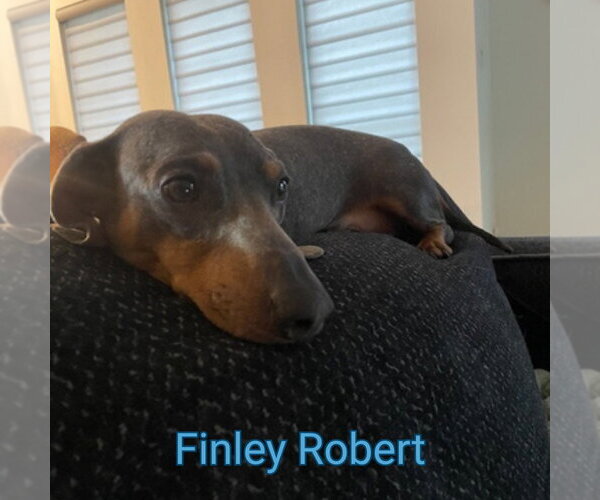 Medium Photo #11 Dachshund Puppy For Sale in San Antonio, TX, USA
