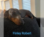Small #10 Dachshund