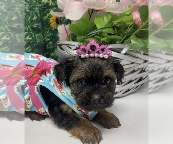 Medium Photo #2 Shorkie Tzu Puppy For Sale in SELLERSBURG, IN, USA