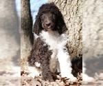 Small Photo #2 Poodle (Standard) Puppy For Sale in WARSAW, IN, USA