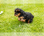 Small #10 Yorkshire Terrier
