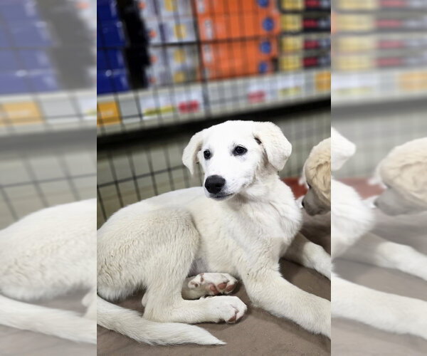 Medium Photo #4 Golden Pyrenees Puppy For Sale in Aurora, IN, USA