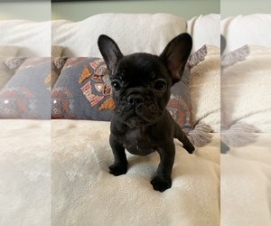 French Bulldog Puppy for sale in JOHNS ISLAND, SC, USA