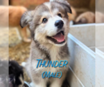Small #9 Golden Pyrenees-Siberian Husky Mix